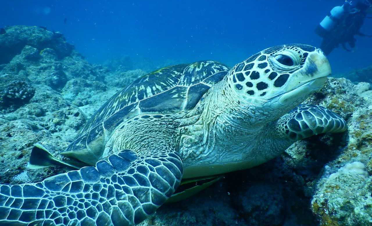 那覇発シュノーケリング完全ガイド!おすすめスポットや魅力を解説