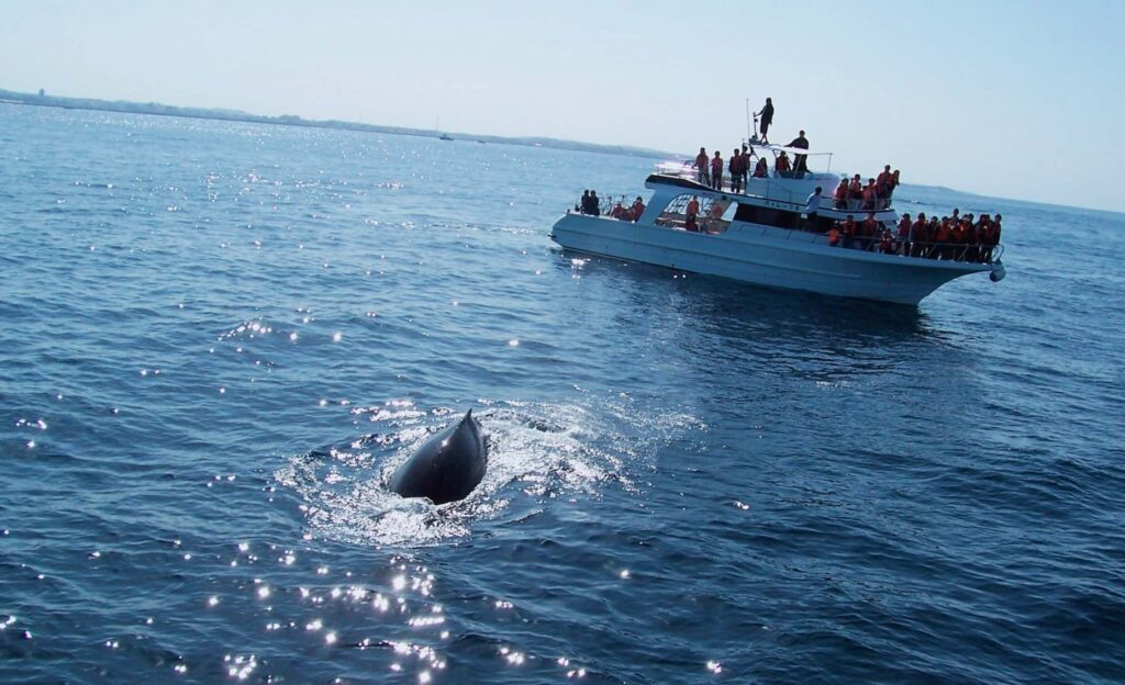 沖縄の冬はホエールウォッチングのベストシーズン！見どころ・ツアー内容をご紹介