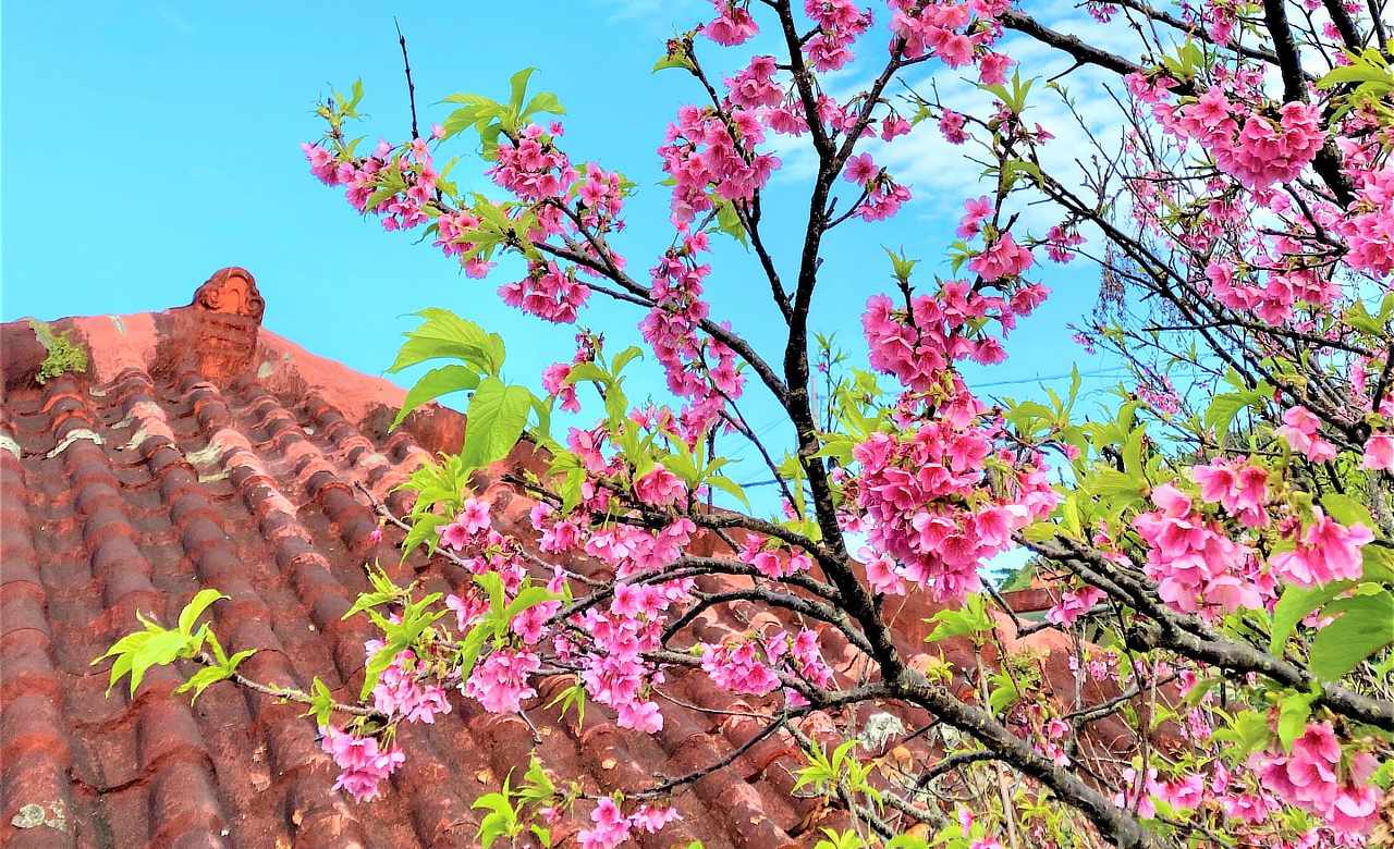【2026年最新】沖縄×桜で春先取り♩見頃・名所・桜祭りを徹底解説